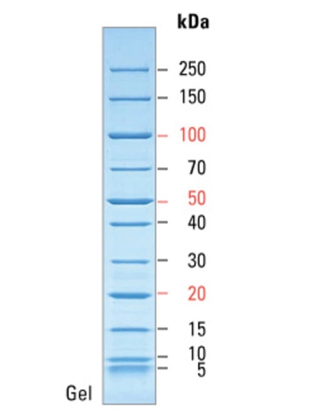 Molecular Weight Scale Used in Gel Electrophoresis