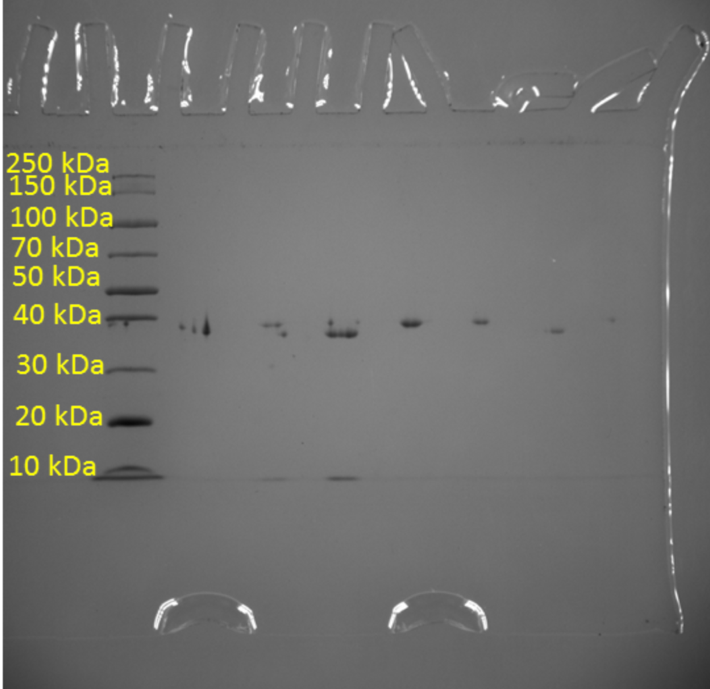Photograph of an Agarose Gel with the Protein under Study Shows a Signal at the 40 kDa Tag