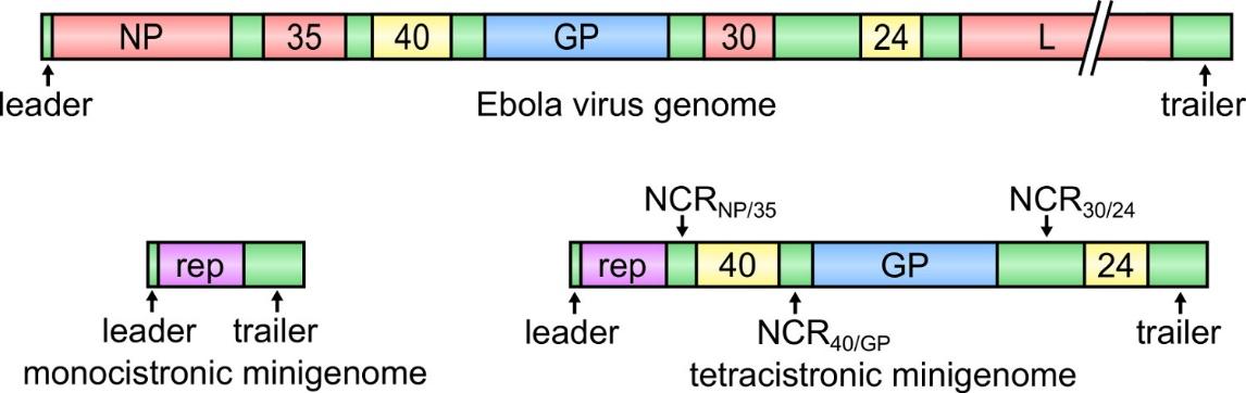 Ebola virus genome structure