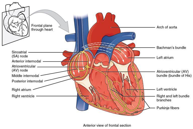 Structure of the cardiac conduction system; the AV node is represented as a congested yellow mass above the tricuspid valve opening 