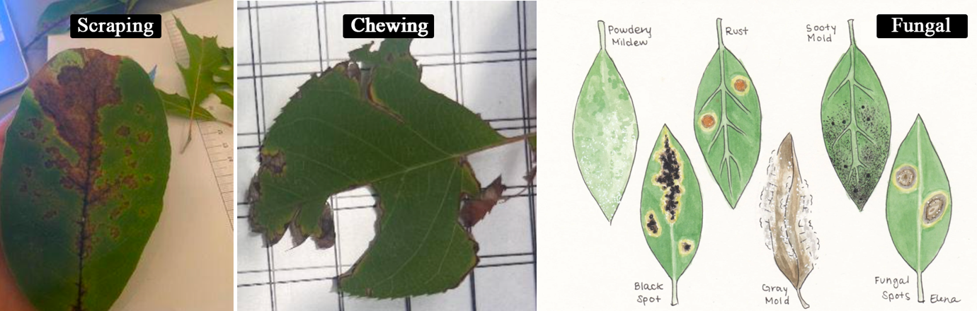  Example photographs and illustrations showing leaf lesions under the factors