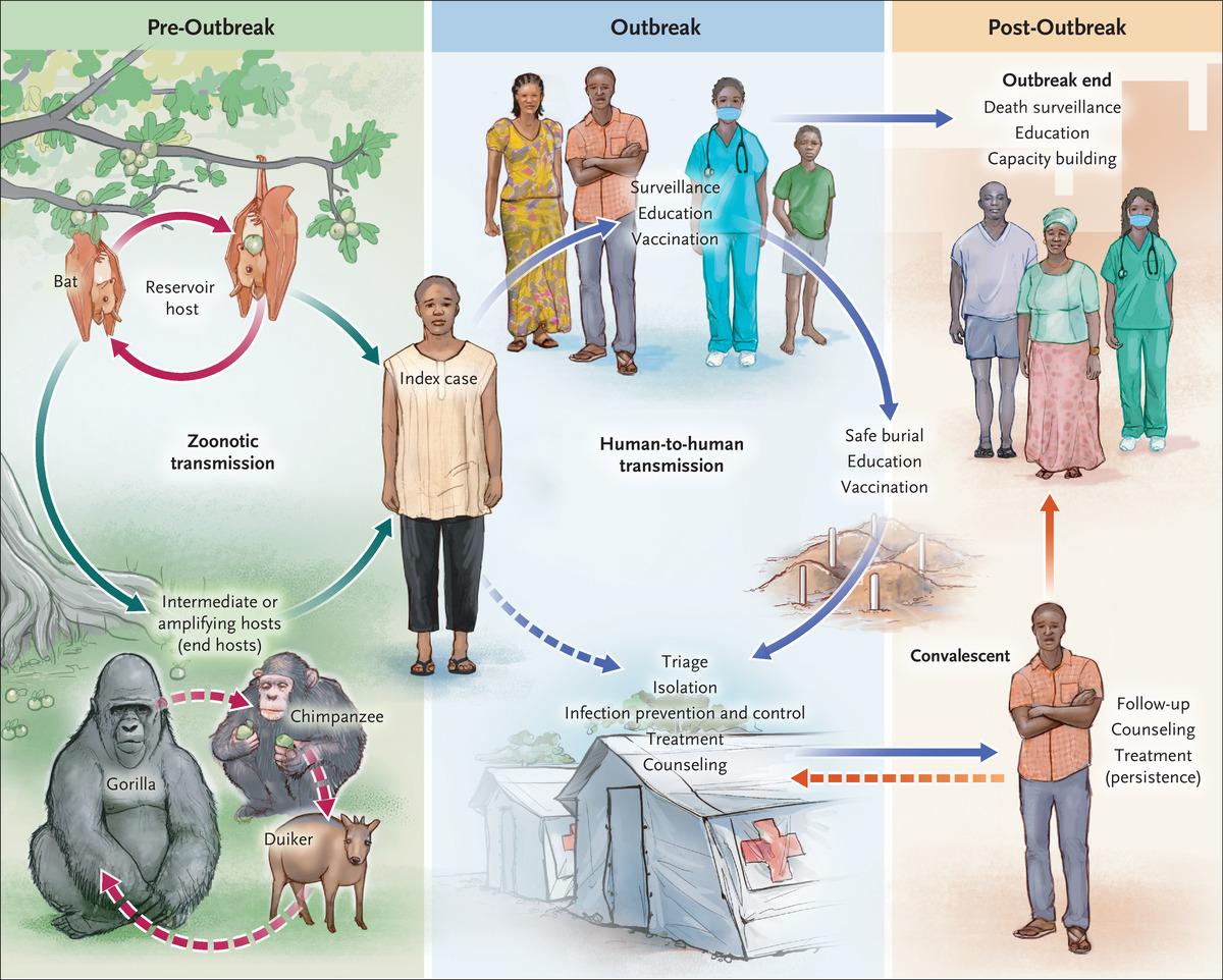  Ebola outbreak phases