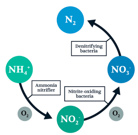 Conventional Denitrification and Nitrification
