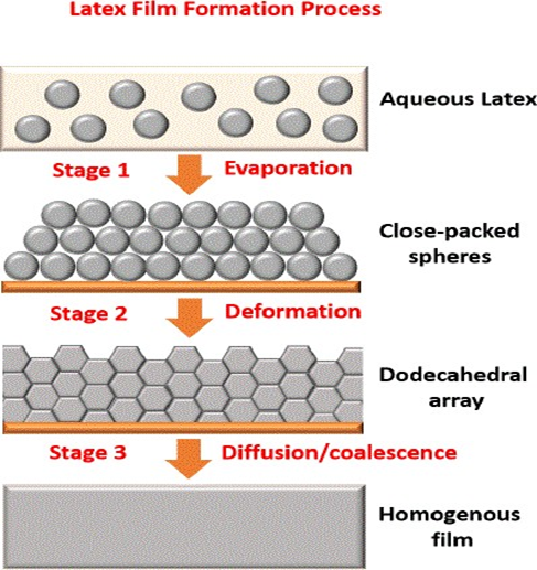 Stages of the latex film formation process.