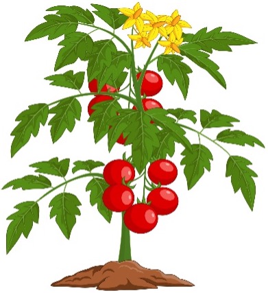 A picture of a tomato plant