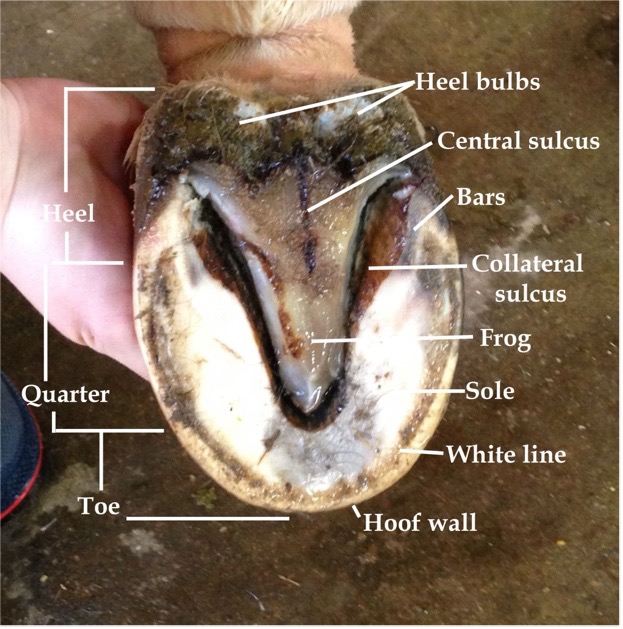 Parts of Horse Hooves