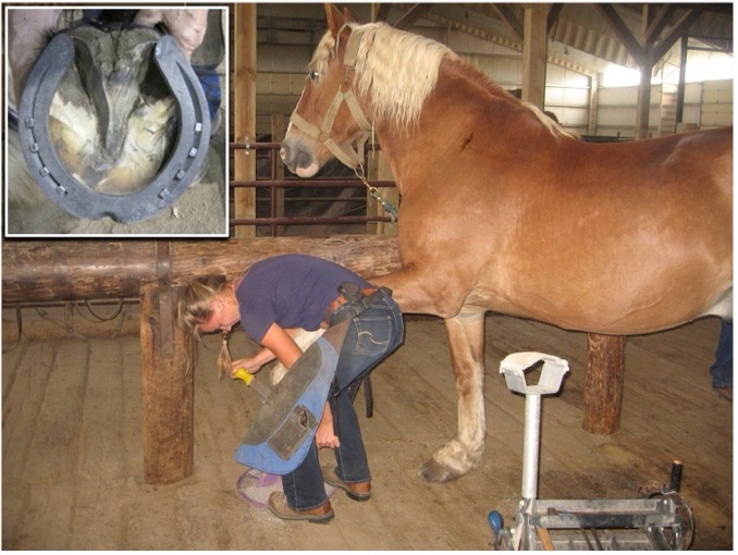 Shoeing a draft horse