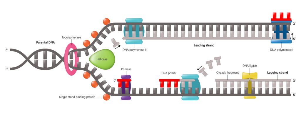 DNA helicases