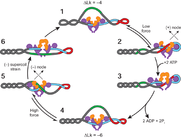 DNA Gyrase
