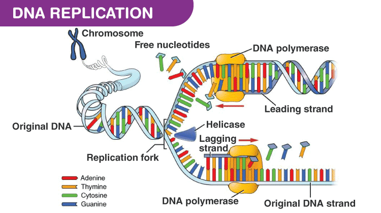 DNA polymerase