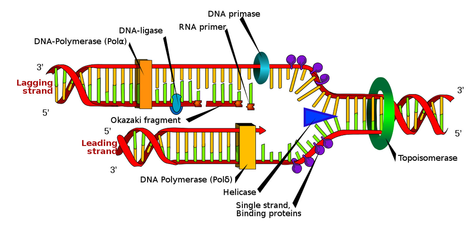 DNA ligases