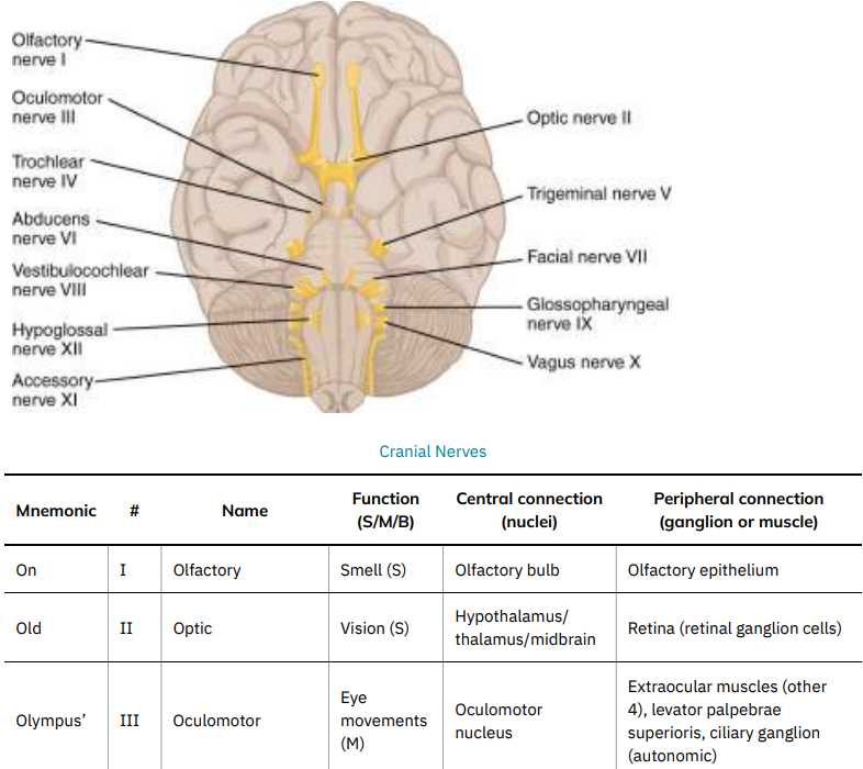 Cranial nerves