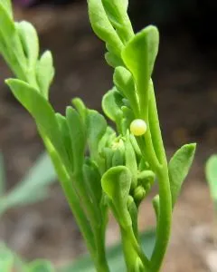 Butterfly Eggs