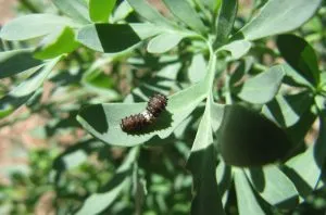 Butterfly Caterpillar