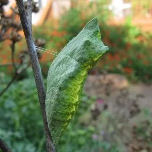 Butterfly Chrysalis