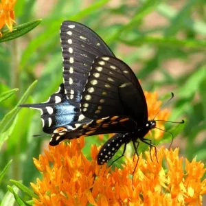 Butterfly Imago