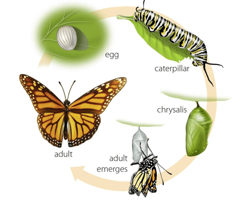 Butterfly Life Cycle