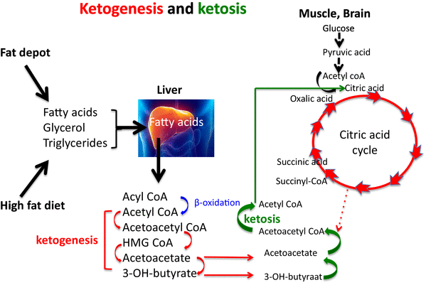 The ketogenesis process