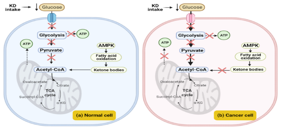 The effect of the ketogenic diet on normal and cancer cells 