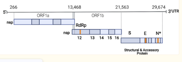The positive-sense SARS-CoV-2 genome’s 5’ end