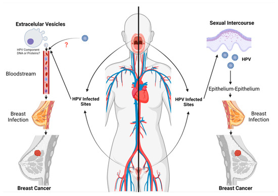 HPV Transmission Routes