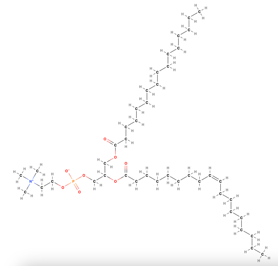 Structural composition of Phosphatidylcholine phospholipid