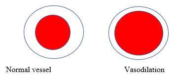 Responses of the Muscular System