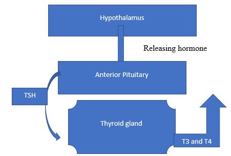Diagrammatic Representation