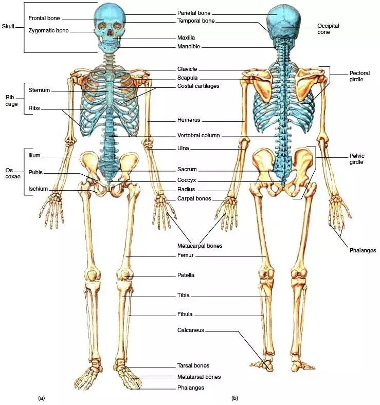 The structure of the skeleton of an adult.