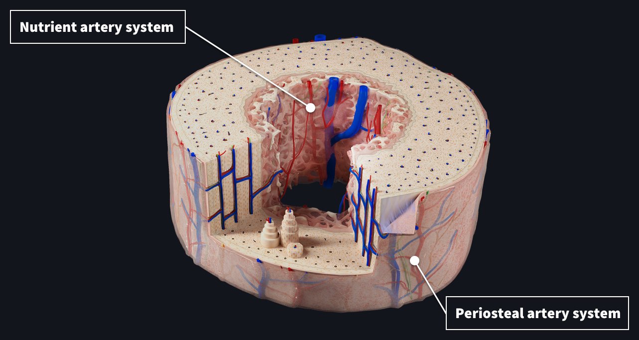 Bone blood supply.