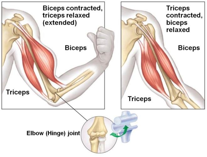 The principle of operation of the human musculoskeletal system.