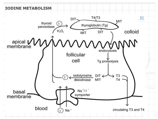 Iodine metabolism in the human body