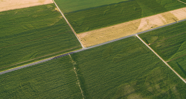 Alfalfa hay farm in Vicksburg, Arizona.