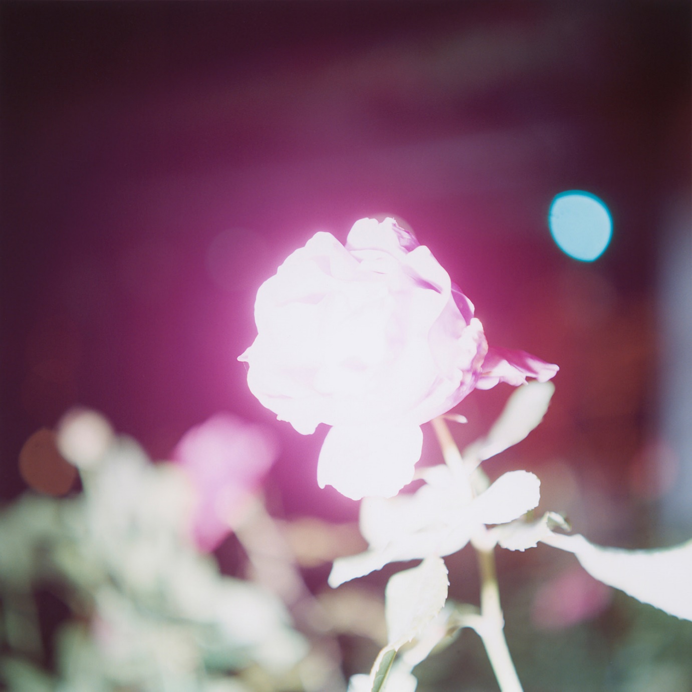 Rinko Kawauchi's <img decoding=