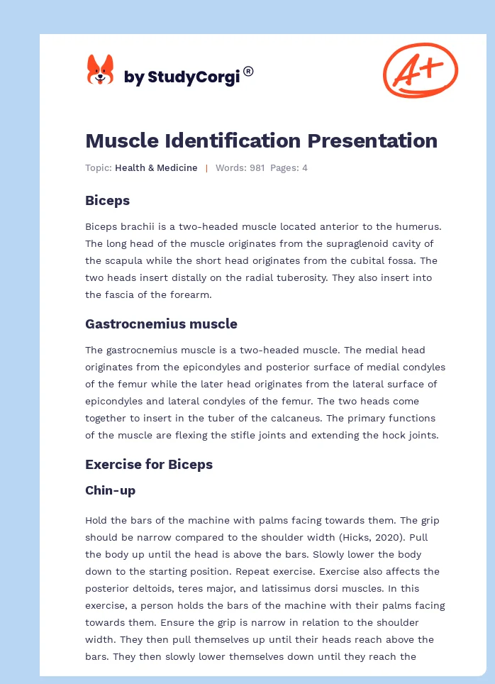 Muscle Identification Presentation. Page 1