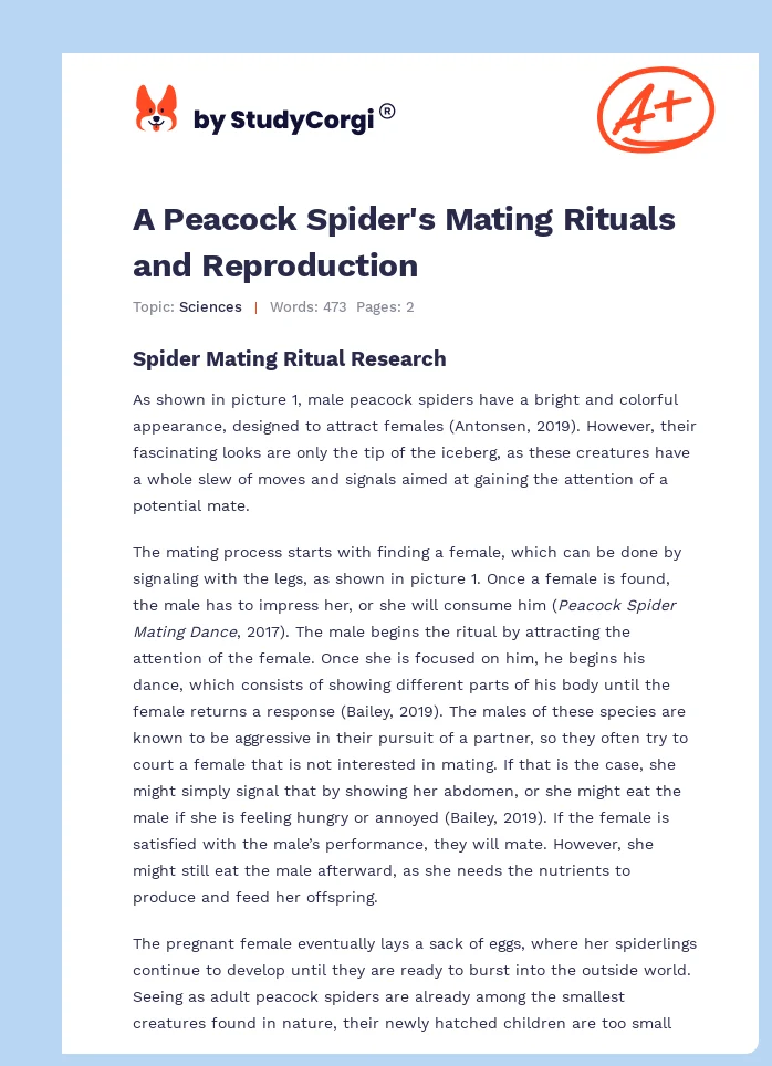 A Peacock Spiders Mating Rituals And Reproduction Free Essay Example