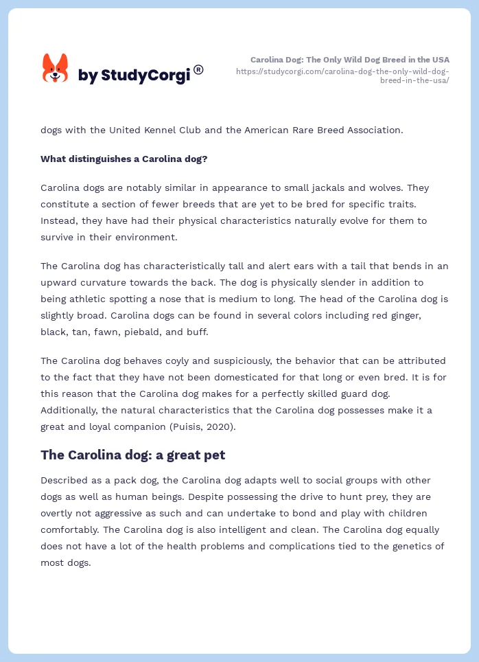 Carolina Dog: The Only Wild Dog Breed in the USA. Page 2