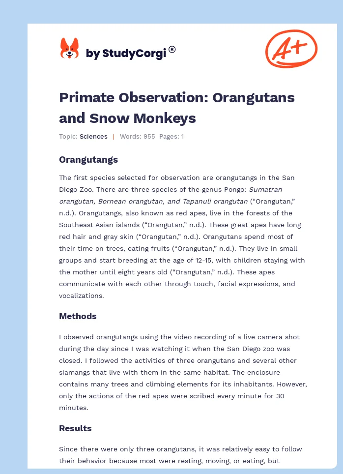 Primate Observation: Orangutans and Snow Monkeys. Page 1
