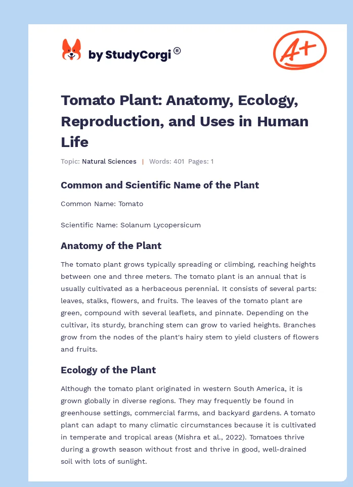 Tomato Plant: Anatomy, Ecology, Reproduction, and Uses in Human Life. Page 1