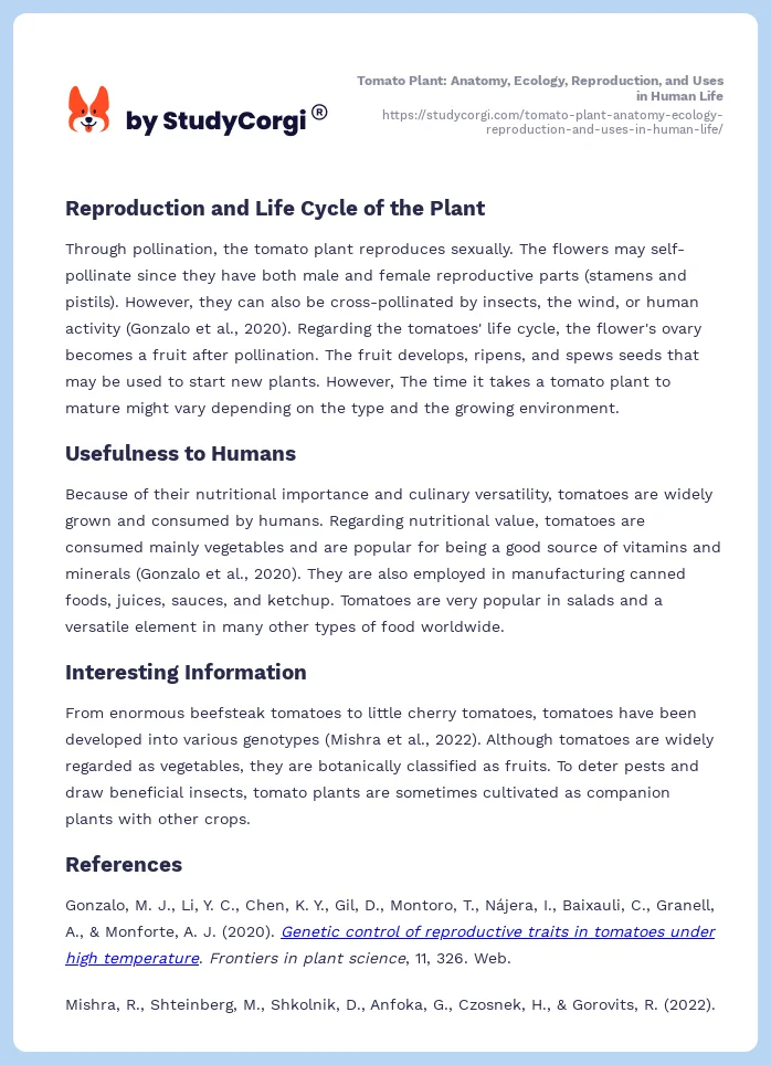 Tomato Plant: Anatomy, Ecology, Reproduction, and Uses in Human Life. Page 2