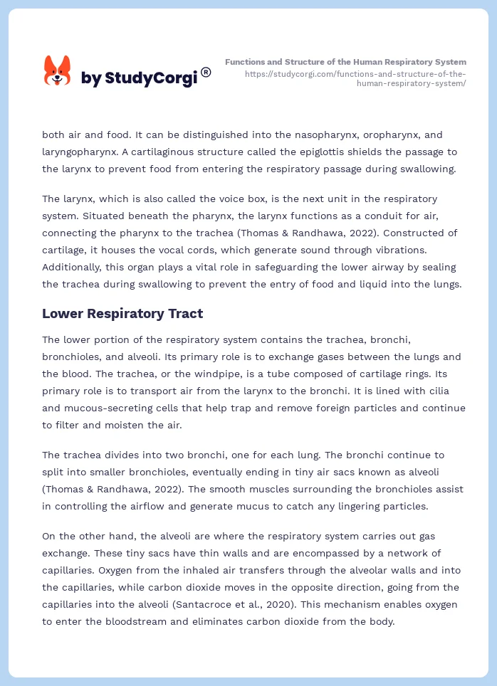 Functions and Structure of the Human Respiratory System. Page 2